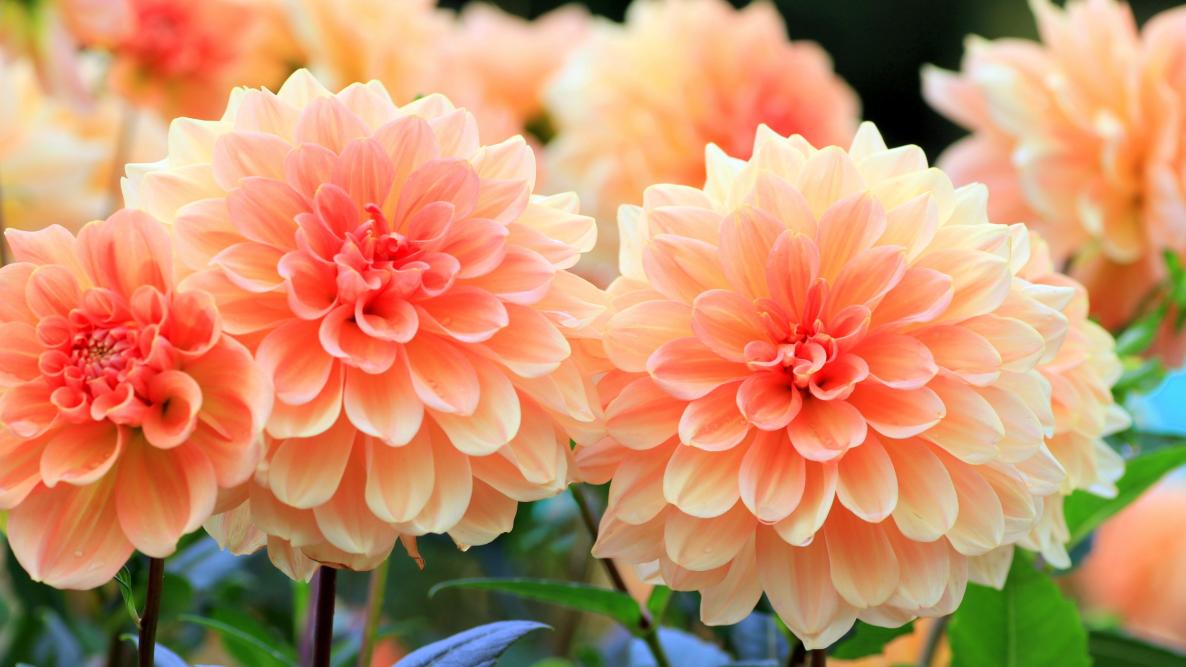 dahlia-shutterstock