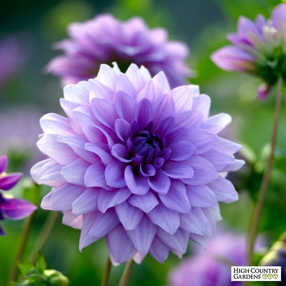 ebc9cfb4144334ed293f973f8eae56c8